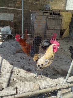 Golden Misri Hen Male & Female for sale