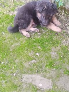 German Shepard for sale