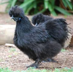 black silkie blue ear female