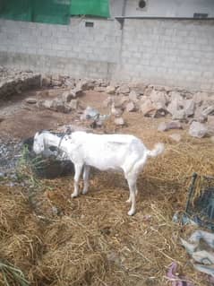 Dhood wali bakri