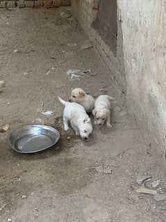 Labrador 1x Female & 3 x pup