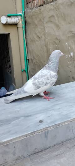 slaty call number 03020475114