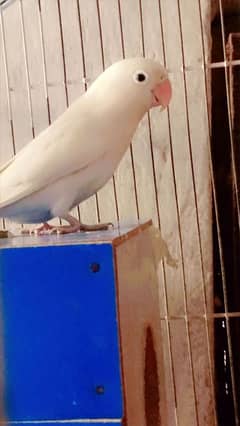 love birds albino male and female