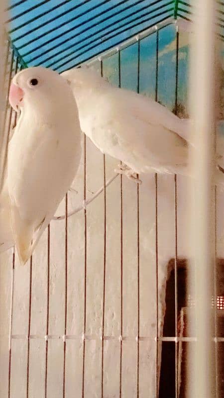 love birds albino male and female 3