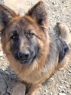 German shepherd stock coat black Mask German Female male for sale