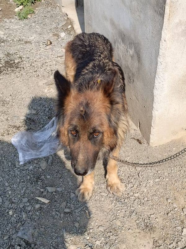 German shepherd stock coat black Mask German Female male for sale 1