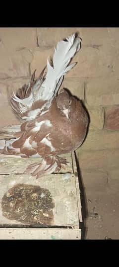 American Breder Pair huge size pigeons