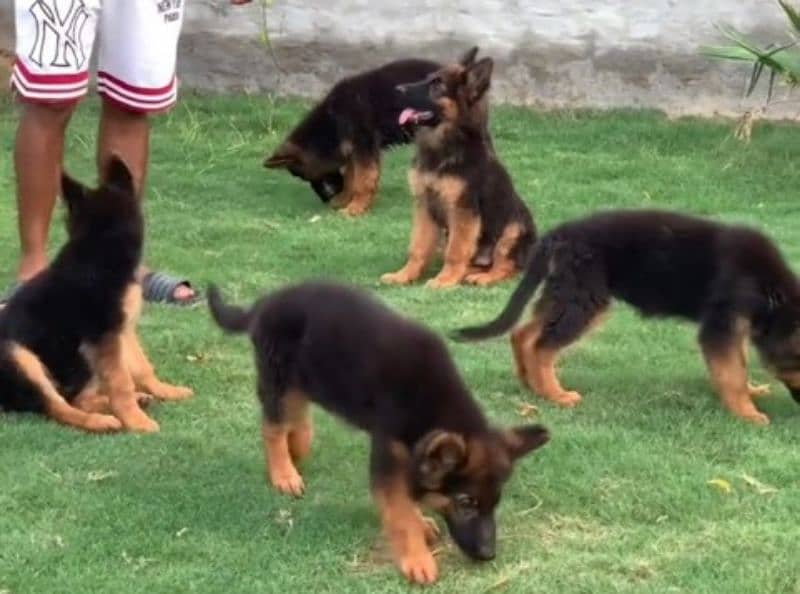 German shepherd Long Coat Male & Female puppy 03287625932WhatsApp 0