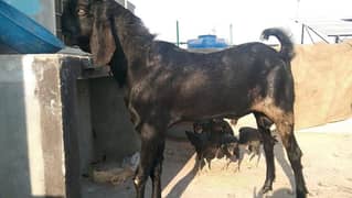 Pure Beetal andal Bakra Demand 170,000