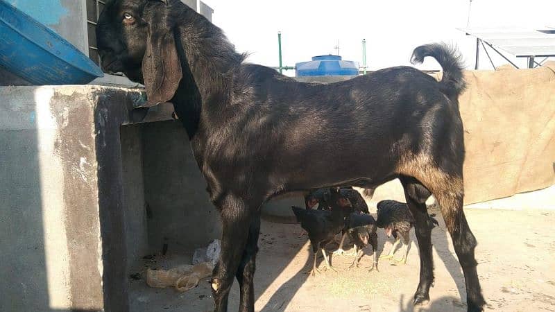 Pure Beetal andal Bakra Demand 200,000 0