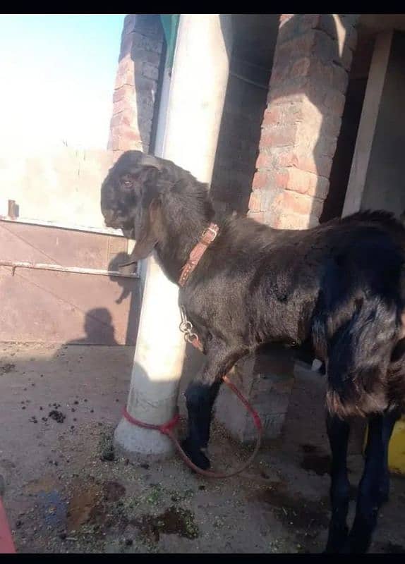 Pure Beetal andal Bakra Demand 200,000 1