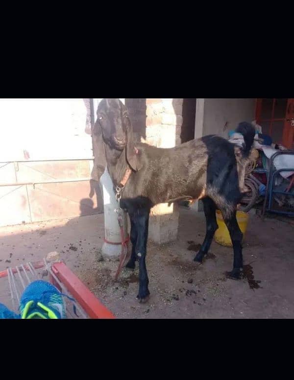 Pure Beetal andal Bakra Demand 200,000 2