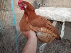 Egg laying hens and rosters for sale