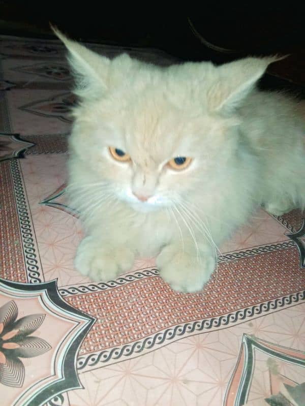 cat for sell 2