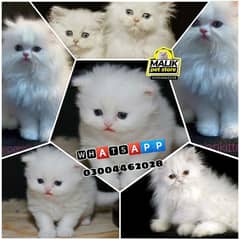 Persian Kittens | Persian Cat | Punch Face Persian | Triple Coated