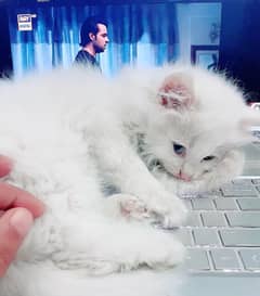 White Persian Kitten | Blue eyes | tripple coated | kitten For Sale