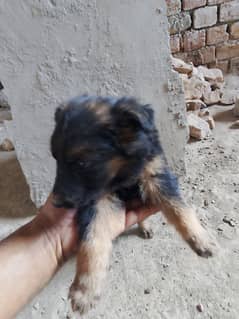 German shepherd puppy for sale age 2 months 03455359261