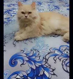 beutifull brown ayes brown body cat mall