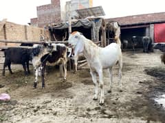 2 dant Bakra white colour