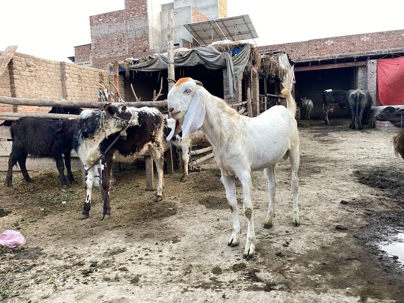 2 dant Bakra white colour 0