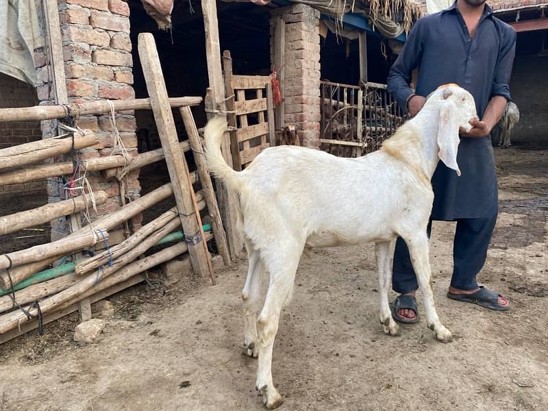 2 dant Bakra white colour 1