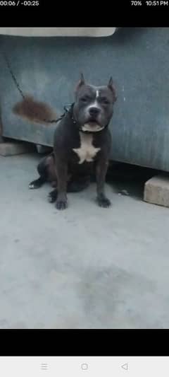 bully dog only for stud meeting