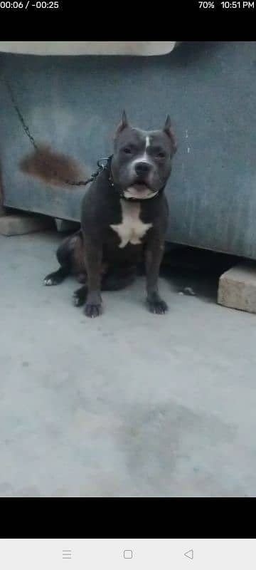 bully dog only for stud meeting 0