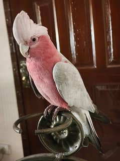 Breeder Galah Coca2,Triton Chic&Breeder Female, Blue F Amazon,Red Lory