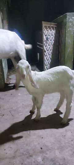 Gulabi Bakri with male kid