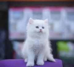 persian cat for sale 2 month age WhatsApp number No 03267720525