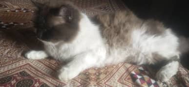 persian white and brown female cat