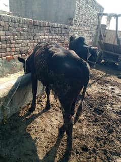 2 no. Cow bashdra for sale chak no. 118 jb bathan for sale .