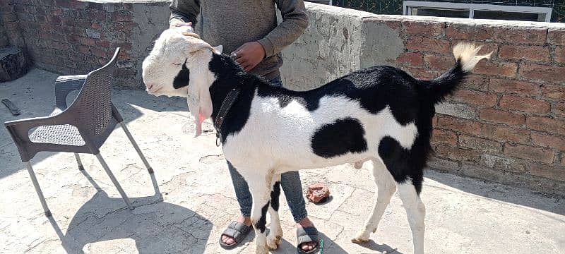 kera Bakra dyci ablak black and white beautiful color 2