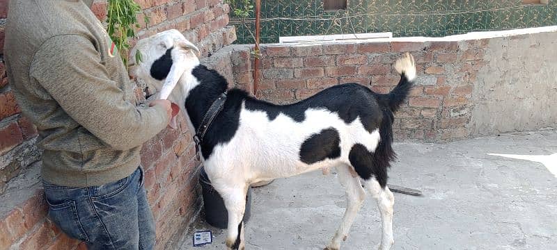 kera Bakra dyci ablak black and white beautiful color 3