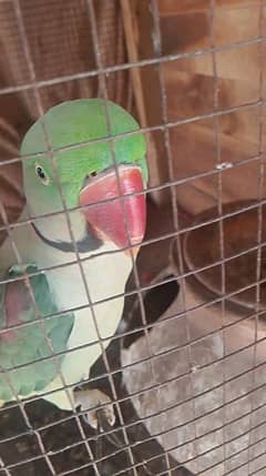 Raw parrot for sale my call watsaap 0327=95=83=575