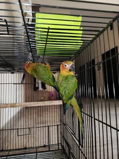 Handtame sunconure pair