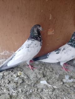 Ali wala teday pair breeding ke granty h