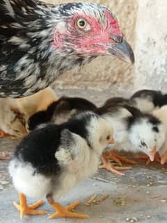 heera Lasani chicks