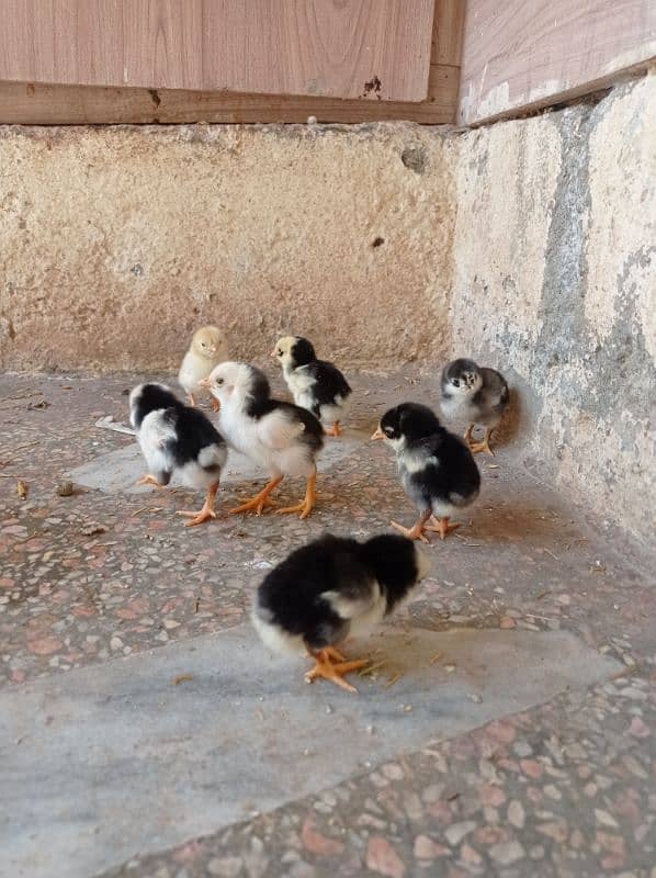 heera Lasani chicks 4