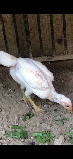 Heera chicks pair available