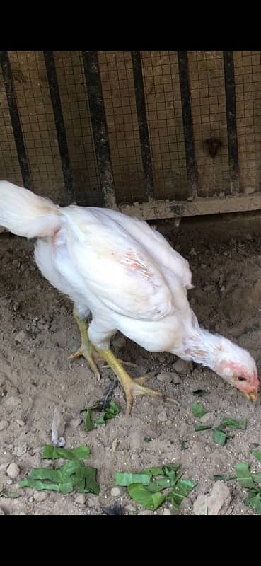 Heera chicks pair available 0