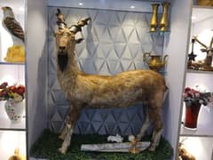 markhor decoration piece , markhor wall hanging head