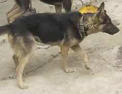 Jarman shepherd female for sale