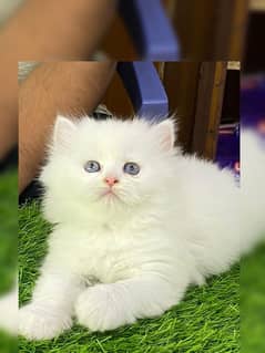 Persian kitten |  triple long coated Kittens | Fluffy Kitten For Sale