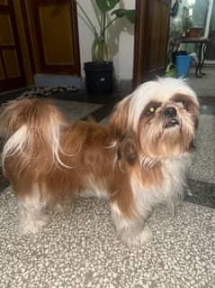 shih tzu dog 3 year breeder female Pedigreed