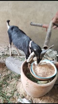 Goat Female For Sale For Qurbani 2025 & For Breed