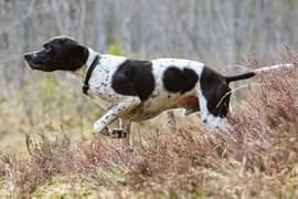 ENGLISH POINTER puppies