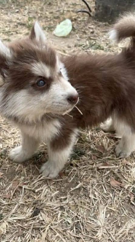 Siberian Wolf huskey 1