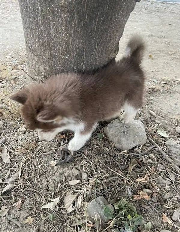 Siberian Wolf huskey 2