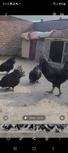 Ayam cemani Breeder